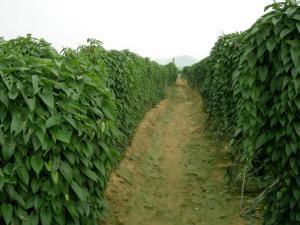 吴厝淮山