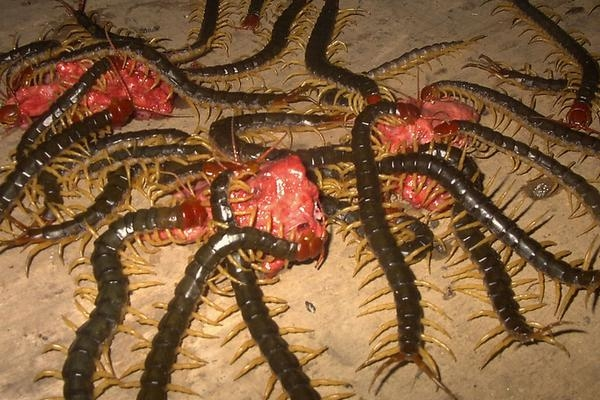 秘鲁巨人蜈蚣毒性图片