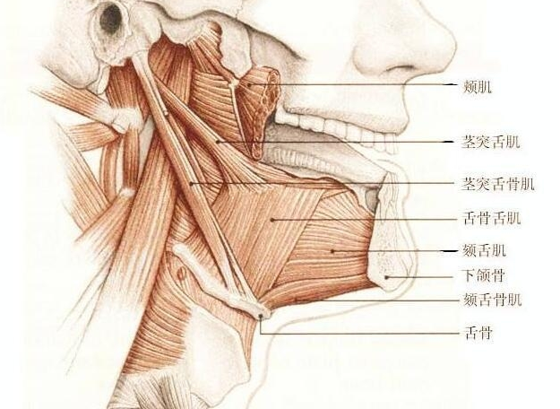 周围的关节囊和关节韧带(颞下颌韧带,蝶下颌韧带,茎突下颌韧带)所组成