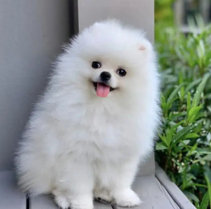 德国博美犬