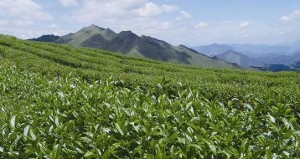 云雾茶