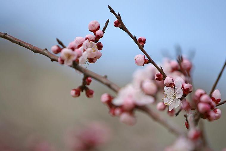 杏梅 蔷薇科杏属植物 搜狗百科