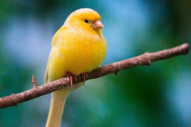 金丝雀 燕雀科丝雀属动物 搜狗百科 金丝雀 燕雀科丝雀属动物 搜狗百科