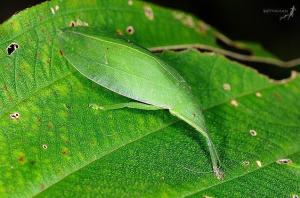 中華翡螽(學名:phyllomimus sinicus)是擬葉螽科翡螽屬的一種中型螽斯