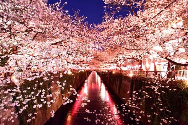 东京樱花