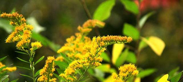 中国外来入侵物种名单 搜狗百科