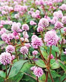 头花蓼 搜狗百科