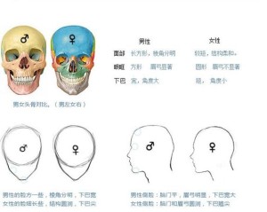 男女两性的颅骨差异
