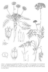绵果芹属植物