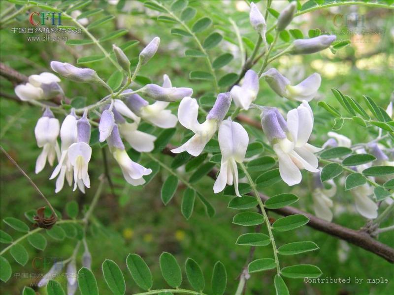 蜜源 蜜蜂采蜜所需的植物 搜狗百科