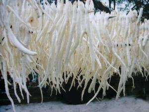 川北明参