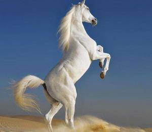 马的时速可以达到60-75公里/小时,当前方遇到悬崖时,即悬崖勒马,双手