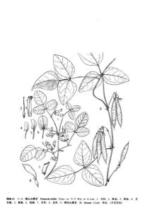 硬毛山黑豆