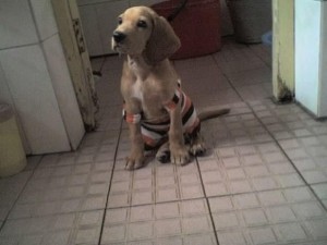 寻血猎犬