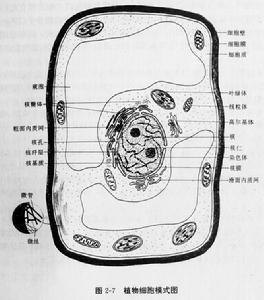 植物细胞 搜狗百科