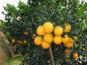 宜章脐橙