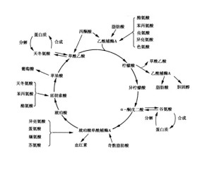 三羧酸循环