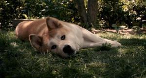 忠犬八公的故事剧照