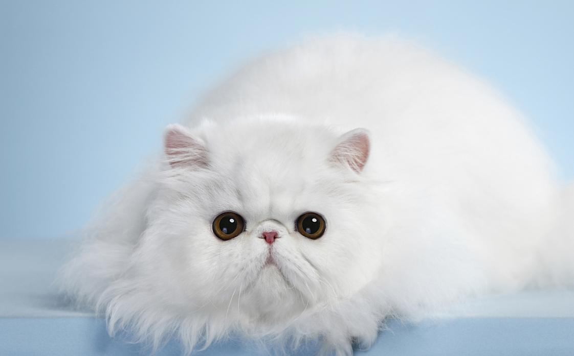 波斯猫