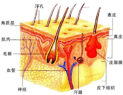 皮肤指身体表面包在肌肉外面的组织,是人体最大的器官.