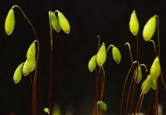 孢蒴即孢子囊,苔藓植物 孢子体顶端产生孢子的膨大部分,一般呈球形