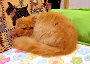 波斯猫