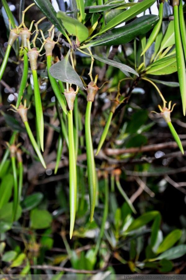 秋茄树属 搜狗百科 秋茄树属 搜狗百科