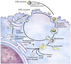 小密度低密度脂蛋白数值高 300