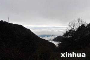 长管杜鹃图册