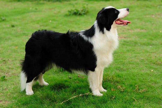 边境牧羊犬 搜狗百科