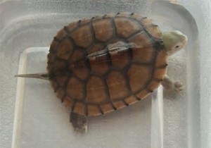 黄喉拟水龟