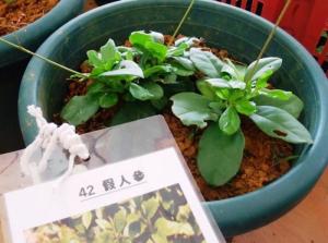 各种假人参图