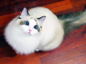 布偶猫图册