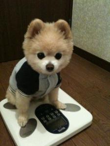 哈多利系博美犬图册