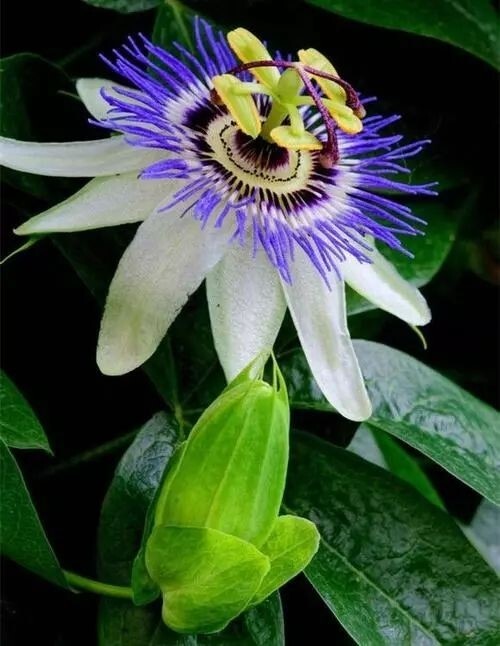 日轮花 西番莲 搜狗百科