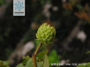 圆果化香树花果