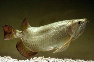 澳洲硬仆骨舌鱼