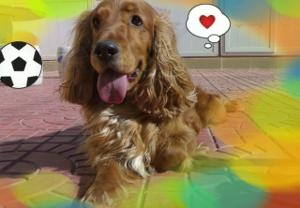 美国可卡犬