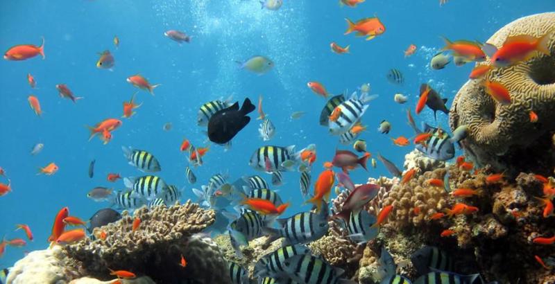 海洋生物 生物学术语 搜狗百科