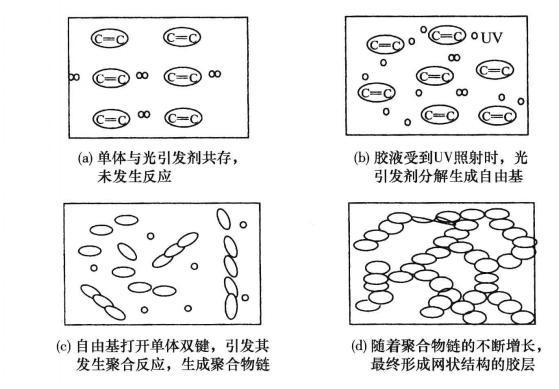 图1 光敏胶粘剂的固化反应过程示意图