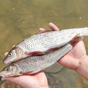 季花鱼 - 搜狗百科