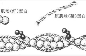 肌原纤维蛋白