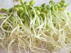 减肥食物