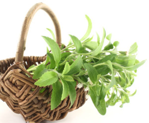 甜叶菊
