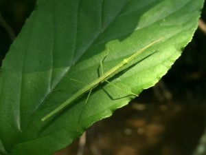 竹节虫