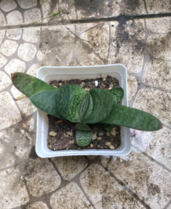 子宝 阿福花科鲨鱼掌属植物 搜狗百科 子宝 阿福花科鲨鱼掌属植物 搜狗百科