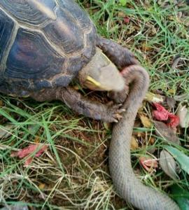 剪蛇龟图片