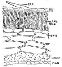 牵牛子横切面简图