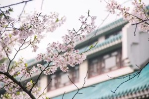 武大樱花