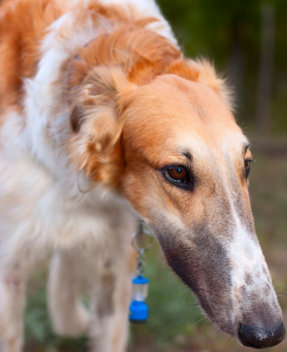 苏俄猎狼犬